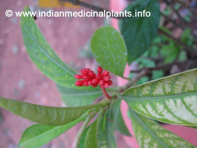 rauwolfia serpentina - Sarpagandha  3.jpg